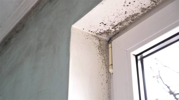 Best Black Mold Remediation in St Regis Park, KY