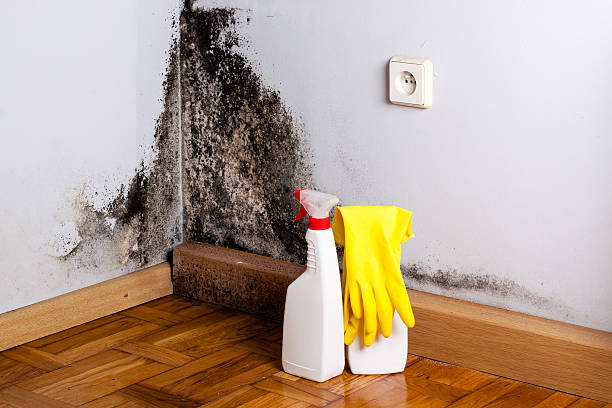 Best Mold Testing and Inspection Services in St Regis Park, KY