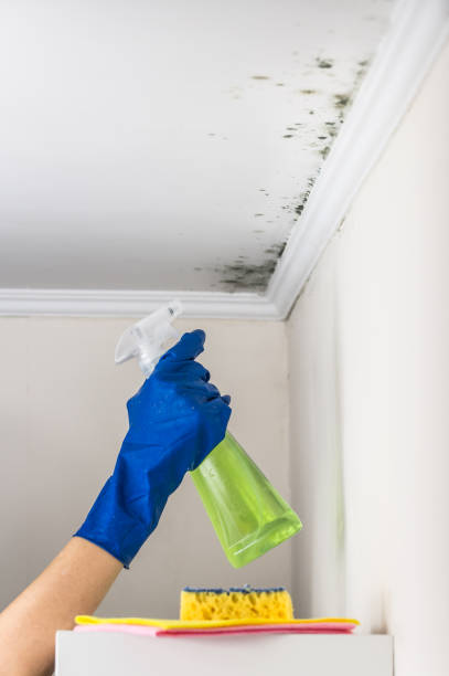 Best DIY Mold Remediation Support Services in St Regis Park, KY